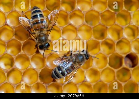 Nahaufnahme von arbeitenden Bienen auf Waben. Imkerei und Honigproduktion Bild Stockfoto