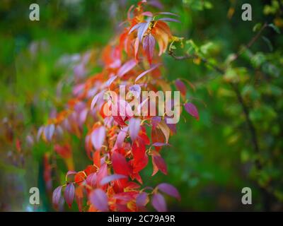 Leuchtend farbige Blätter an den Zweigen im Herbstwald. Rotes Laub Stockfoto