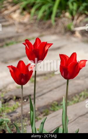 Drei rote Tulpen (Tulipa) blühende Blüten im Frühling, isoliert vor glattem Hintergrund. Stockfoto