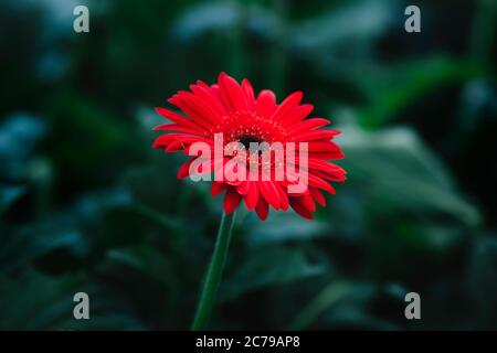 Schöne rote Gerbera Blume auf grünem Natur Hintergrund. Blumenfotografie Stockfoto