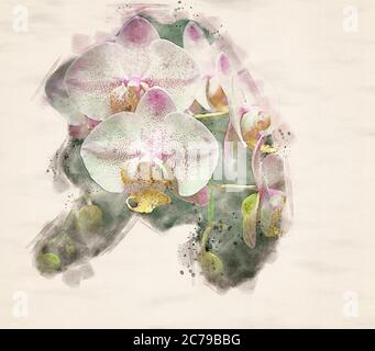Aquarellmalerei einer Mottenorchidee (Phalaenopsis) Stockfoto