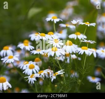 Sommerfeld mit weißen Gänseblümchen. Geringe Schärfentiefe Stockfoto