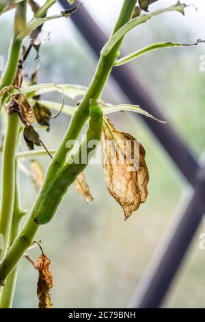 Eine silberne Y Raupe, Autographa gamma, die eine Basilikum-Topfpflanze auf einer Fensterbank frisst. Stockfoto