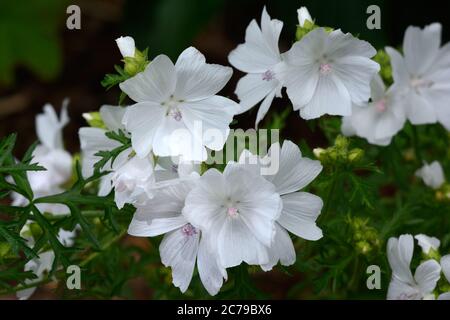 Malva moschata forma alba weißer Moschus Malve Blüten Stockfoto