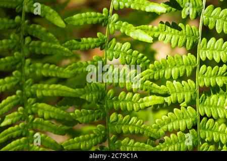 Polen. Przemyskie Woiwodschaft, rund um die Stadt Radawa. Sommer Waldvegetation, Farn. Stockfoto