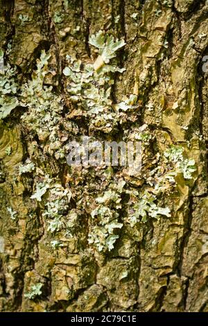 Polen. Przemyskie Woiwodschaft, rund um die Stadt Radawa. Sommer Waldvegetation. Birke, bellen auf dem Baum. Stockfoto