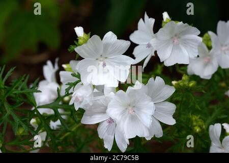 Malva moschata forma alba weißer Moschus Malve Blüten Stockfoto