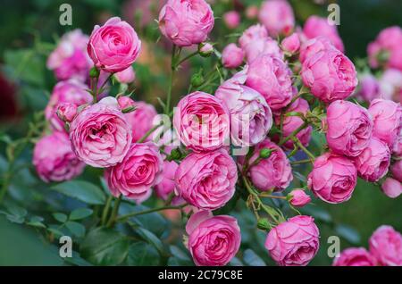 Rosa Rosenblüten Pomponella. Im Garten wachsen rosa Rosen. Schöner rosa Rosenbusch wächst. Stockfoto