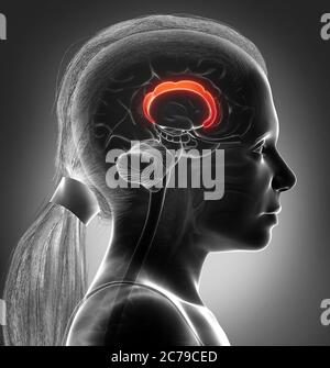 3d-Darstellung medizinisch akkurate Darstellung der Hirnanatomie Stockfoto