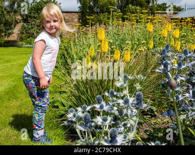 Haddington, East Lothian, Schottland, Großbritannien, 15.. Juli 2020. Amisfield Walled Garden wird wiedereröffnet: Der Garten aus dem 18.. Jahrhundert ist einer der größten in Schottland. Es ist jetzt 3 Tage die Woche mit einem Online-Buchungssystem geöffnet, nachdem die Sperrbeschränkungen während der Covid-19-Pandemie gelockert wurden. Joni, 3 Jahre alt, genießt die farbenfrohen Blumen, darunter rote heiße Pokerpflanzen oder Zitronenfackellilien (Tritoma) und Seeteule (Eryngium) in der Sommersonne Stockfoto