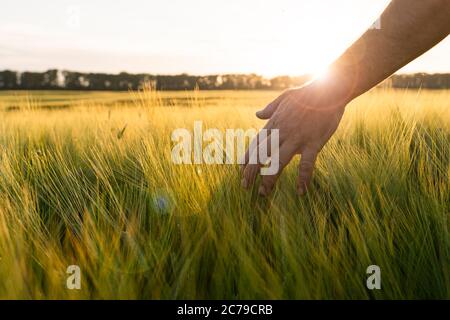 Gerste Sprossen in der Hand eines Bauern.Landwirt zu Fuß durch Feld Überprüfung Gerste Ernte Stockfoto