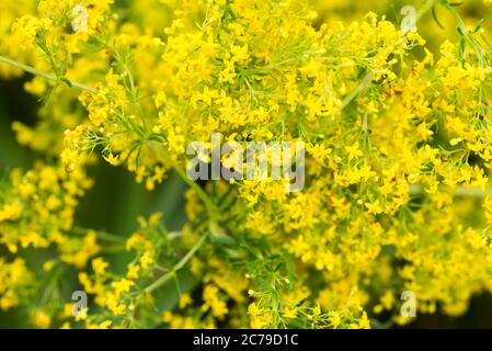 Galium verum (Lady's bedstrow gelb bedstroh) gelbe Blüten in Wiese Makro selektive Fokus Stockfoto