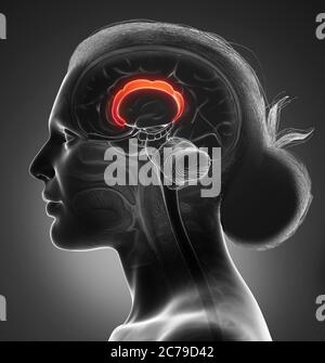 3d-Darstellung medizinisch akkurate Darstellung der Hirnanatomie Stockfoto