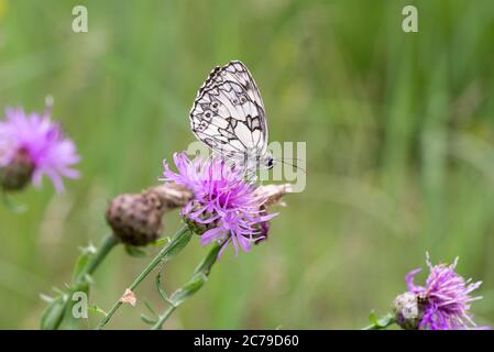 Melanargia galathea, der marmorierte weiße Schmetterling auf der Centaurea jacea Blume in der Nähe in der Wiese Stockfoto