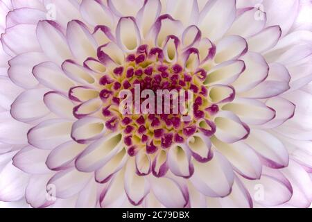 Chrysantheme Nahaufnahme Stockfoto