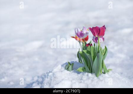 Schnee fällt auf Tulpenblüten. Gemischte Tulpen unter Frühlingsschnee im april ungewöhnliches Wetter und Schnee Stockfoto