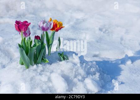 Gemischte Tulpen unter Frühlingsschnee im april. Atypischer Schneefall im Frühjahr Stockfoto