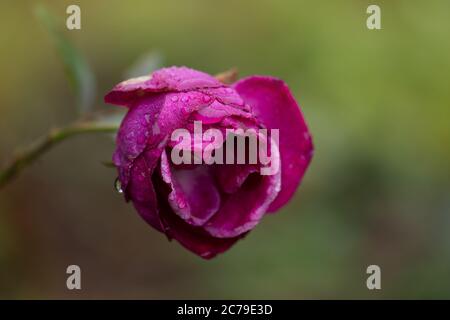 Symbol einer welken weiblichen Schönheit. Verwelkte Rose im Garten. Rosen sterben im Garten Stockfoto