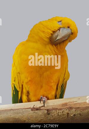 Golden Sittiche (guaruba guarouba) Stockfoto