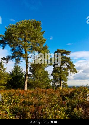 Bäume im Lickey Hills Country Park, der zehn Meilen südwestlich der Stadt Birmingham in den West Midlands England liegt. Stockfoto