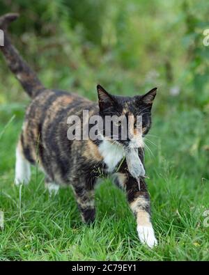 Katze trägt Wühlmaus, die es gefangen hat Stockfoto