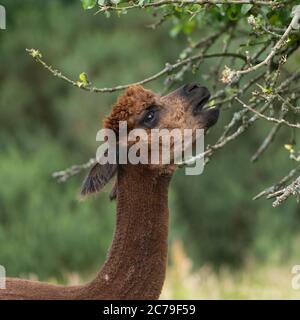 Alpaca, Vicugna pacos Stockfoto