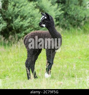 Alpaca, Vicugna pacos Stockfoto