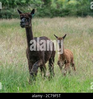 Alpaca, Vicugna pacos Stockfoto