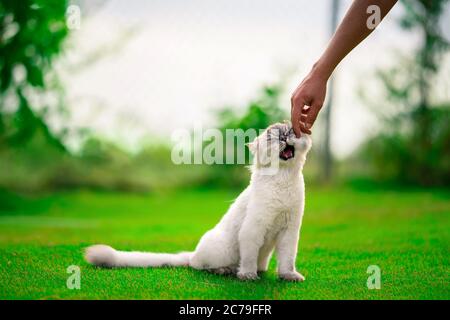 Nette flauschige verspielte schöne perserkatze mit geschlossenen Augen und offenem Mund auf dem grünen Gras sitzen. Mann streichelende Katze an sonnigen Sommertag draußen. Stockfoto