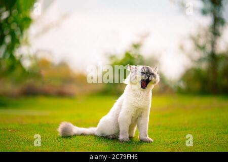 Flauschige graue Katze, die im Sommer draußen auf dem Gras sitzt. Gähnen mit offenem Mund Stockfoto