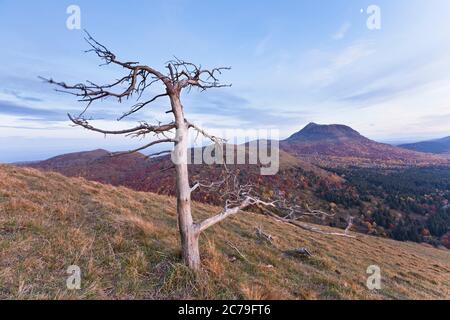 Puy de Dome - Dead Tree auf dem Vulkan Puy de Come, Auvergne. Frankreich Stockfoto