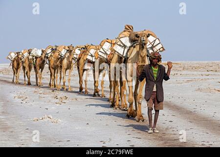 Kamelführer des Afar/Danakil Stammes führt Kamelzug / Salzkarawane mit Kamelen durch Danakil Wüste, heißesten Ort auf der Erde, Äthiopien, Afrika Stockfoto