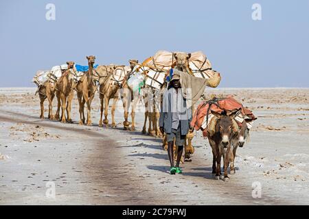 Kamelführer des Afar/Danakil Stammes führt Kamelzug / Salzkarawane mit Kamelen durch Danakil Wüste, heißesten Ort auf der Erde, Äthiopien, Afrika Stockfoto