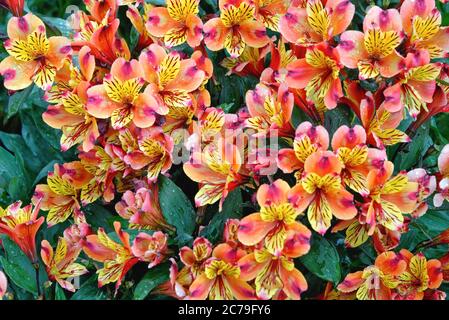 Nahaufnahme von Alstroemeria Blumen, var Indian Summer in Bloom Stockfoto