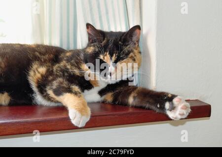 Nahaufnahme einer Schildkrötenmuschel Hauskatze auf einer Fensterbank im Haushalt sitzen Stockfoto