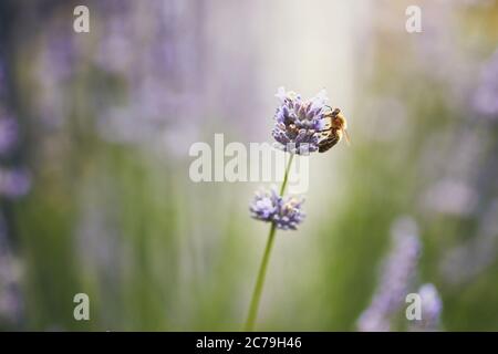 Honigbiene sammelt Pollen aus Lavendelblüten. Stockfoto