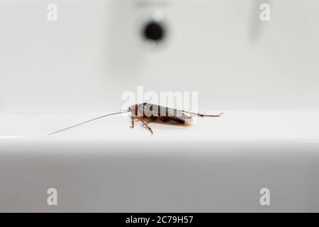 Kakerlake im Bad auf dem Waschbecken. Das Problem mit Insekten Stockfoto