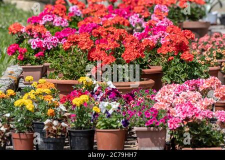 Schöne Komposition von bunten Blumen im Garten eines Hauses Stockfoto