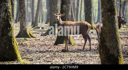 Hirsch im rambouillet Wald Stockfoto
