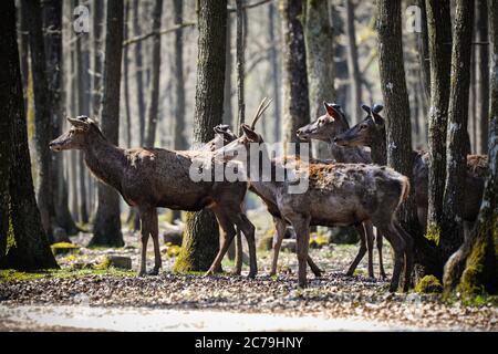 Hirsch im rambouillet Wald Stockfoto