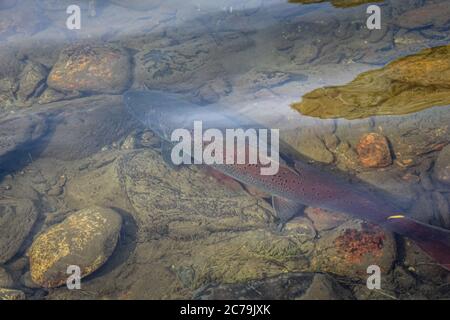 Eine große Taimenforelle, die in einem flachen Fluss in der Mongolei zwischen Felsbrocken sitzt, mit einem roten Schwanz. Stockfoto