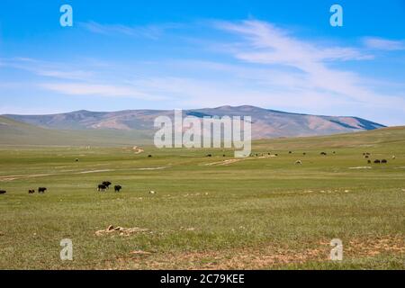 Rinder weiden auf einer mongolischen Grasland Steppe, mit Bergen in der Ferne Stockfoto