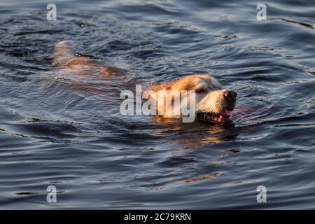 Niedliche Husky schwimmt im See Stockfoto