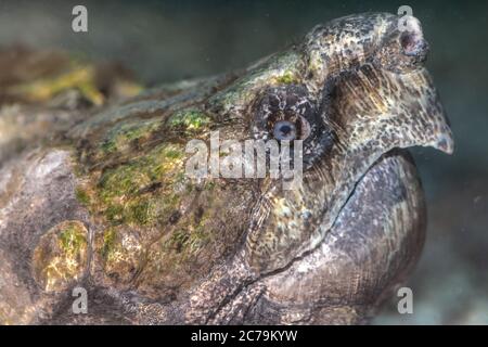 Kopf der Alligator-Schnappen-Schildkröte (Macrochelys temminckii) Stockfoto