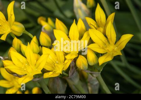 Lily Leek (Allium moly), Amaryllidaceae Stockfoto