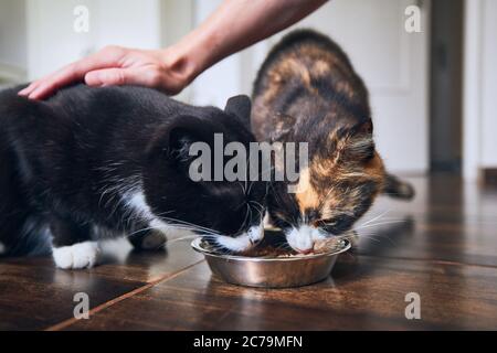 Häusliches Leben mit Haustier. Nette Katzen essen aus Schüssel zusammen. Stockfoto