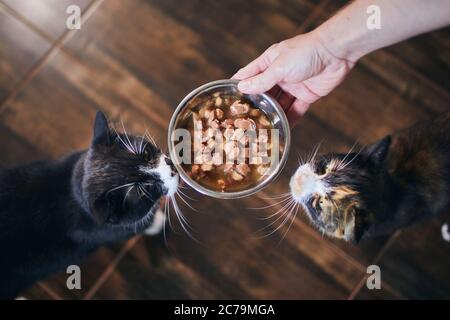 Häusliches Leben mit Haustier. Nette Katzen essen aus Schüssel zusammen. Stockfoto