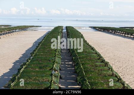 Austernzucht, Austerntische am Utah Beach in der Normandie Stockfoto