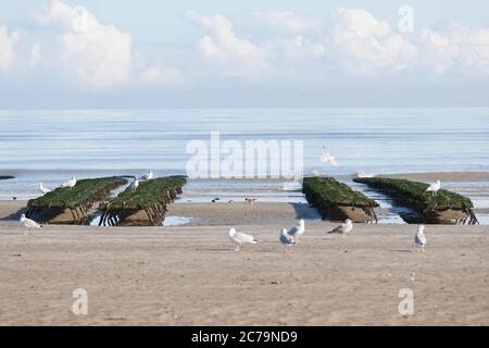 Austernzucht, Austerntische am Utah Beach in der Normandie Stockfoto