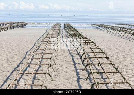 Austernzucht, Austerntische am Utah Beach in der Normandie Stockfoto